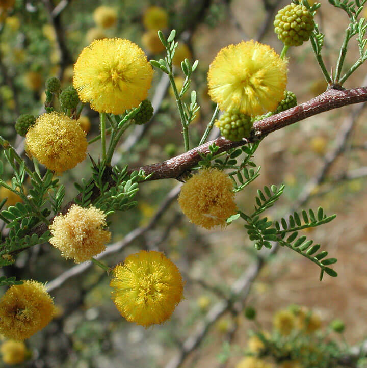 Acacia constricta